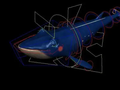 Whale RIG 3D model