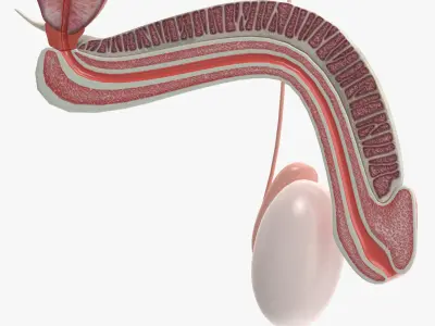  Male Reproductive System 