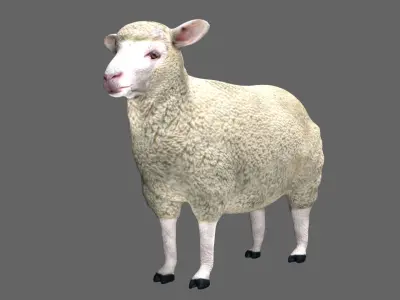 Sheep Low-poly 3D model