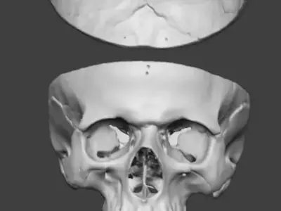 Professional Modular Human Skull - 3-Part Anatomical 3D Scan 3D print model