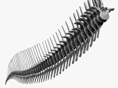 Dinosaur Spinosaurus 2020 version Tail Set Skeletons Sculpt 3D model