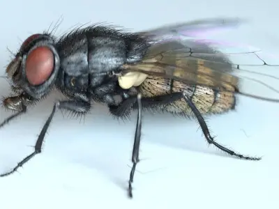 Housefly rigged and animated for Cinema 4d 3D model