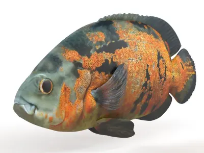 Oscar Fish 3D model purchase