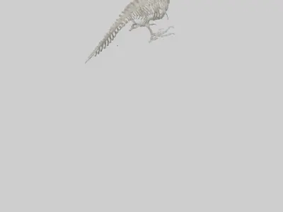 Eagle Talon Skeleton model Low-poly 3D model
