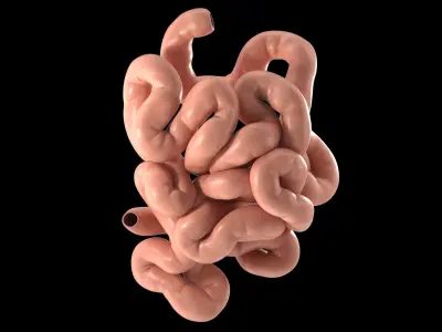  Small Intestine PBR 