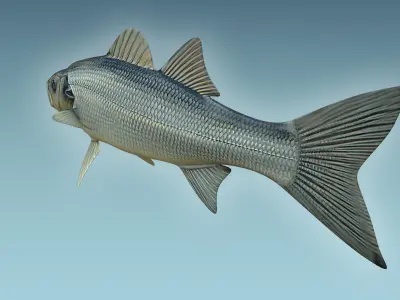 Seabass Fish 3D model order