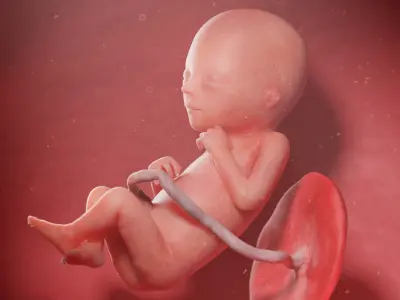Fetus Week 18 Animated 3D model