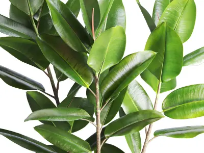 Indoor Plant Ficus in Basket Pot 3D model