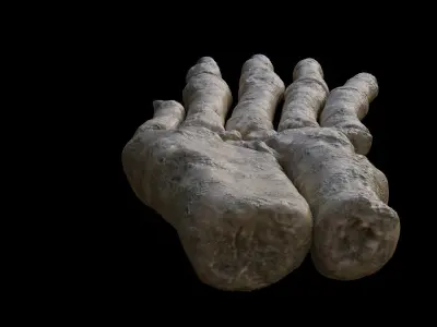 Rabbit foot skeleton 3D model