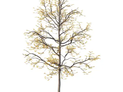 Mountain Ash Tree 08 3D model