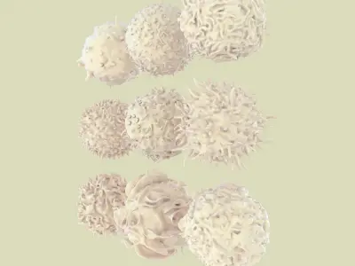 Lymphocytes 3D model