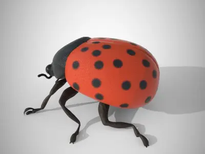 Lady Bug 3D Model 3D model