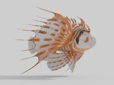 Broadbarred Farefish 3D Model 3D model