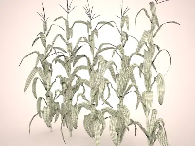 Corn Stalks Set 3D model