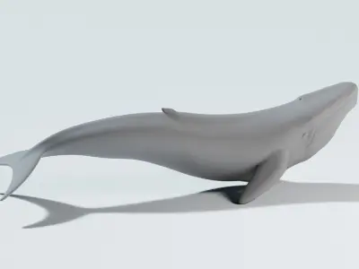 whale 3D model purchase