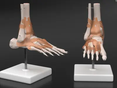  Anatomical Foot Structure with Muscle and Bone System Rigged for Maya 