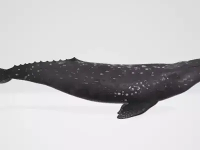 Whale 2 3D model