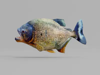Piranha Fish 3D model purchase