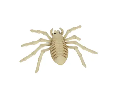 Realistic Spider Skeleton Cute Halloween Decoration 3D print model