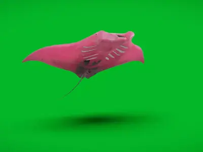 Pink Manta Mobula Ray Free low-poly 3D model