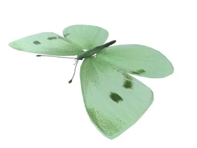 Butterfly 3d Model 3D model order