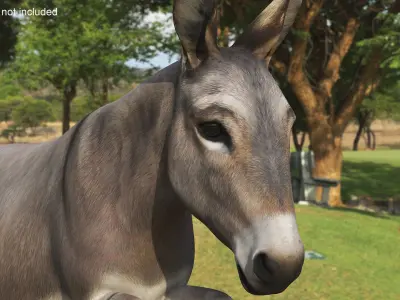  Mid-Jump Draft Donkey 