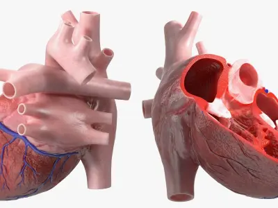 Human Heart Cross Section Anatomy Red 3D model