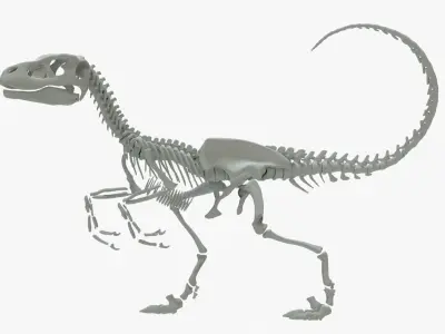Velociraptor Rigged Skeleton Low-poly 3D model