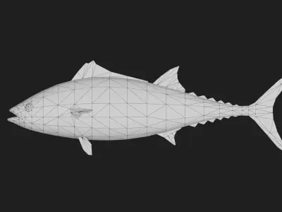 Tuna fish Low-poly 3D model get