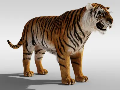 Tiger fur Rigged Low-poly 3D model
