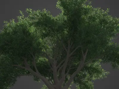 2021 PBR Coast Live Oak Collection - Quercus Agrifolia 3D model