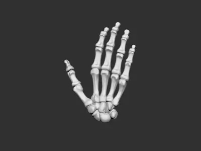 hand human anatomy bones 3D print model