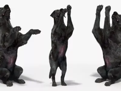 Black Begging Labrador Dog Fur Animated Rigged for Cinema 4D 3D model purchase