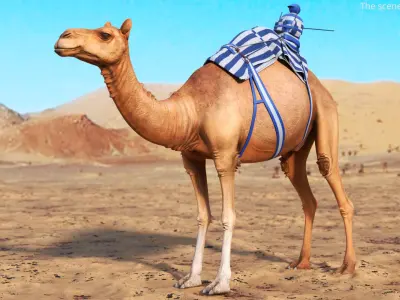  Camel Racing Saddle Gear Striped Blue 