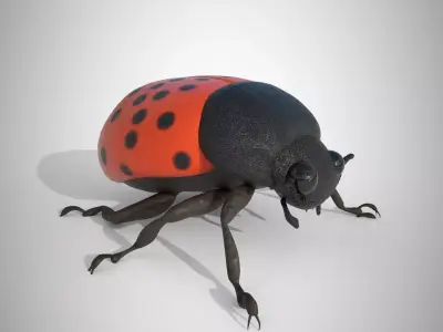 Lady Bug 3D Model 3D model