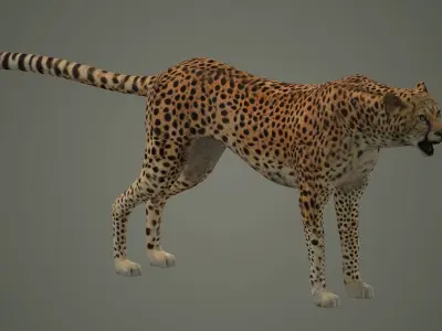 cheetah wildlife cat mammal leopard safari wild nature panthera  3D model