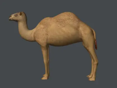 Camel 3D model