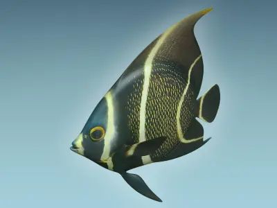 Anglefish 12 3D model