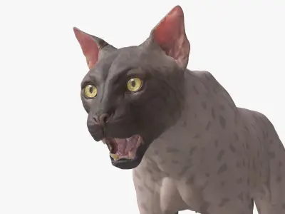 Groom Ready Iberian Lynx with Texture Maps Animation Topology UDIMs Bones and Muscles 3D model