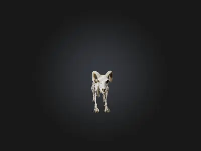 Realistic Sheep Skeleton Model Low-poly 3D model