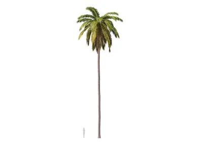 Palms 011-020 with LODs 3D model