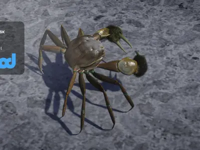 Crab Female Rigged 3D model