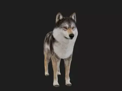 Wolff 3D model