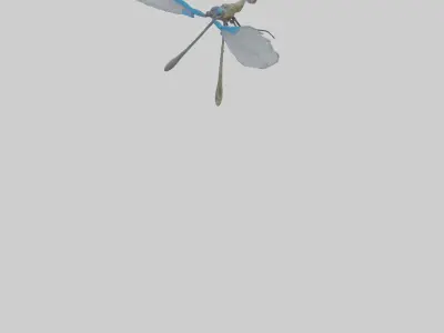 Damselfly landing model Low-poly 3D model