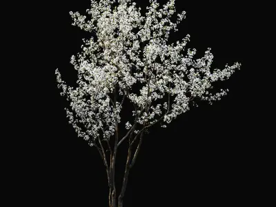  Cherry-tree flowering Cerasus 03 
