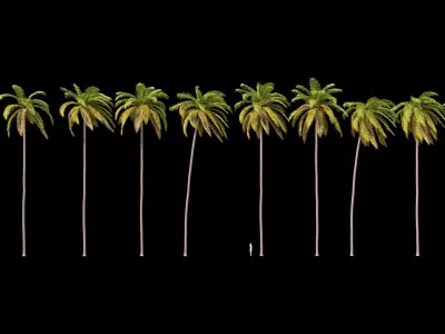 Palms 011-020 with LODs 3D model