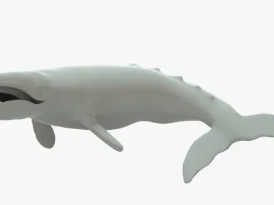 Gray Whale Rigged Basemesh Low-poly 3D model