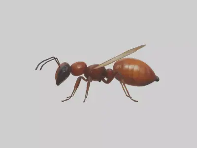 Honey Ant Low-poly 3D model