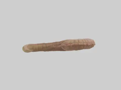 Crocodile Large Intestine Low-poly 3D model