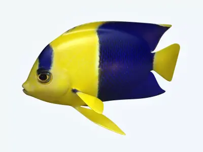 Anglefish 6 angelfish 3D model